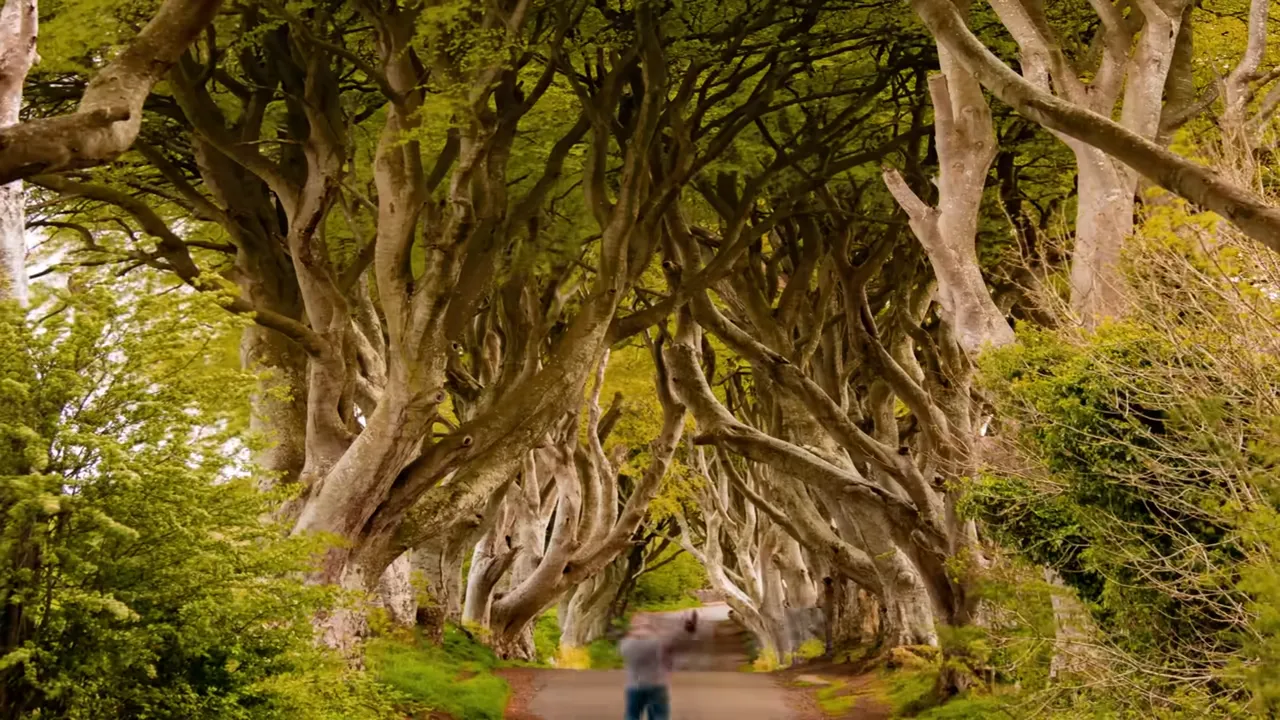 The Dark Hedges: A Spooky Walk through History