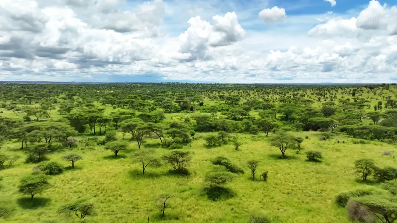 The Serengeti: A Safari Dream