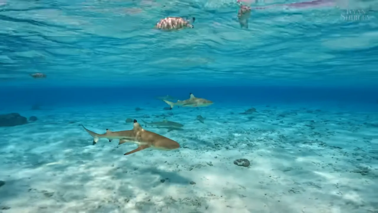 Snorkeling with Sharks and Rays